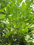 vignette Pterocarpus marsupium