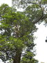 vignette Pterocarpus marsupium