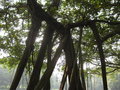 vignette Ficus benghalensis