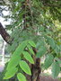 vignette Pterocarpus indicus