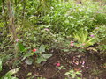 vignette Anthuriums-impatiens double en sous-bois en bordure de ruisseau- chez moi