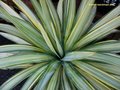 vignette Yucca recurvifolia 'Margaritaville'