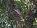 vignette Pleiones & Dendrobium en repos