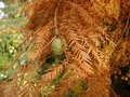 vignette Taxodidium distichum , cyprs chauve ou cyprs de Louisiane