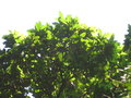 vignette Quercus spicata