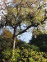vignette Prunus cerasoides