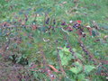vignette Phyllanthus reticulatus
