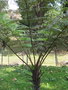 vignette Cyathea spinulosa