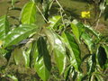 vignette Elaeagnus latifolia