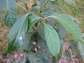 vignette Quercus pachyphylla