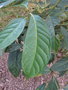 vignette Quercus pachyphylla