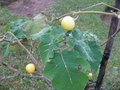 vignette Solanum khasianum