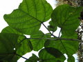 vignette Clerodendron siphonanthus