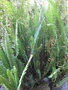 vignette Nephrolepis cordifolia