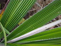 vignette Curculigo crassifolia