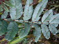 vignette ZANTHOXYLUM  sp SIKKIM(armatum)?