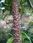 vignette ZANTHOXYLUM  sp SIKKIM (armatum)?