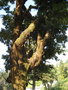 vignette Quercus fenestrata