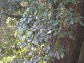 vignette Quercus agrifolia