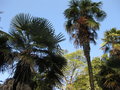 vignette Trachycarpus sp