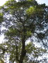 vignette Elaeocarpus sikkimensis