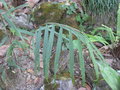 vignette Hedychium aurantiacum
