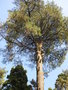 vignette Pinus roxburghii