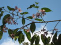 vignette Prunus cerasoides