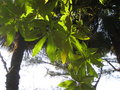 vignette Saurauia napaulensis