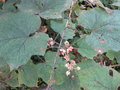 vignette Rubus sp ravangla