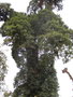 vignette Lithocarpus pachyphylla