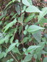 vignette Rubus wardii CHB&CM08SIK81