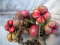 vignette EUODIA fraxinifolia =TETRADIUM  fraxinifolium