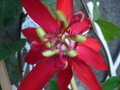 vignette Passiflora Vitifolia