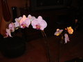 vignette Orchidée Fleurs