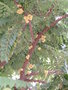vignette Phyllanthus acidus   / Euphorbiaces   / Madagascar