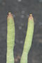 vignette Euphorbia oncoclada