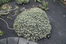 vignette Euphorbia polyacantha