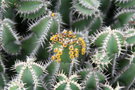 vignette Euphorbia polyacantha