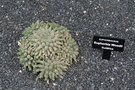 vignette Euphorbia woodi
