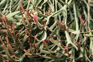 vignette Euphorbia xylophylloides
