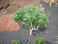 vignette kleinia neriifolia