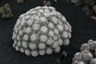 vignette Mammillaria karwinskiana