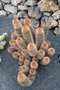 vignette Mammillaria spinosissima