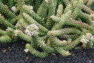 vignette Monadenium guentheri ssp mammillare