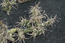 vignette opuntia articulata papyracantha syn. Tephrocactus articulatus var. papyracanthus