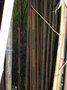 vignette Phyllostachys pubescens bicolor, bambusodes Castillonis Rome