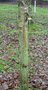 vignette Betula aff. utilis ssp. albosinensis