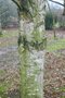 vignette Betula aff. pubescens