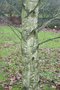 vignette Betula pubescens var. pubescens = B. glabrata